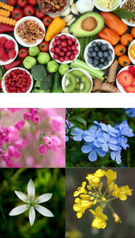 Séance groupée de naturopathie et de fleurs de Bach